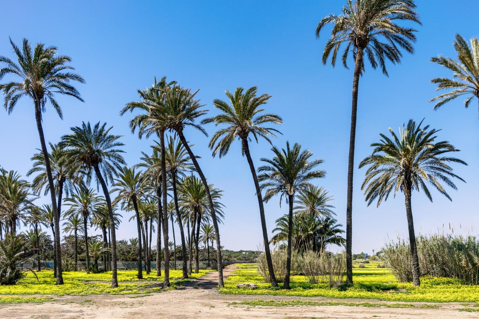 Resale - Penthouse -
Torrevieja - La Veleta