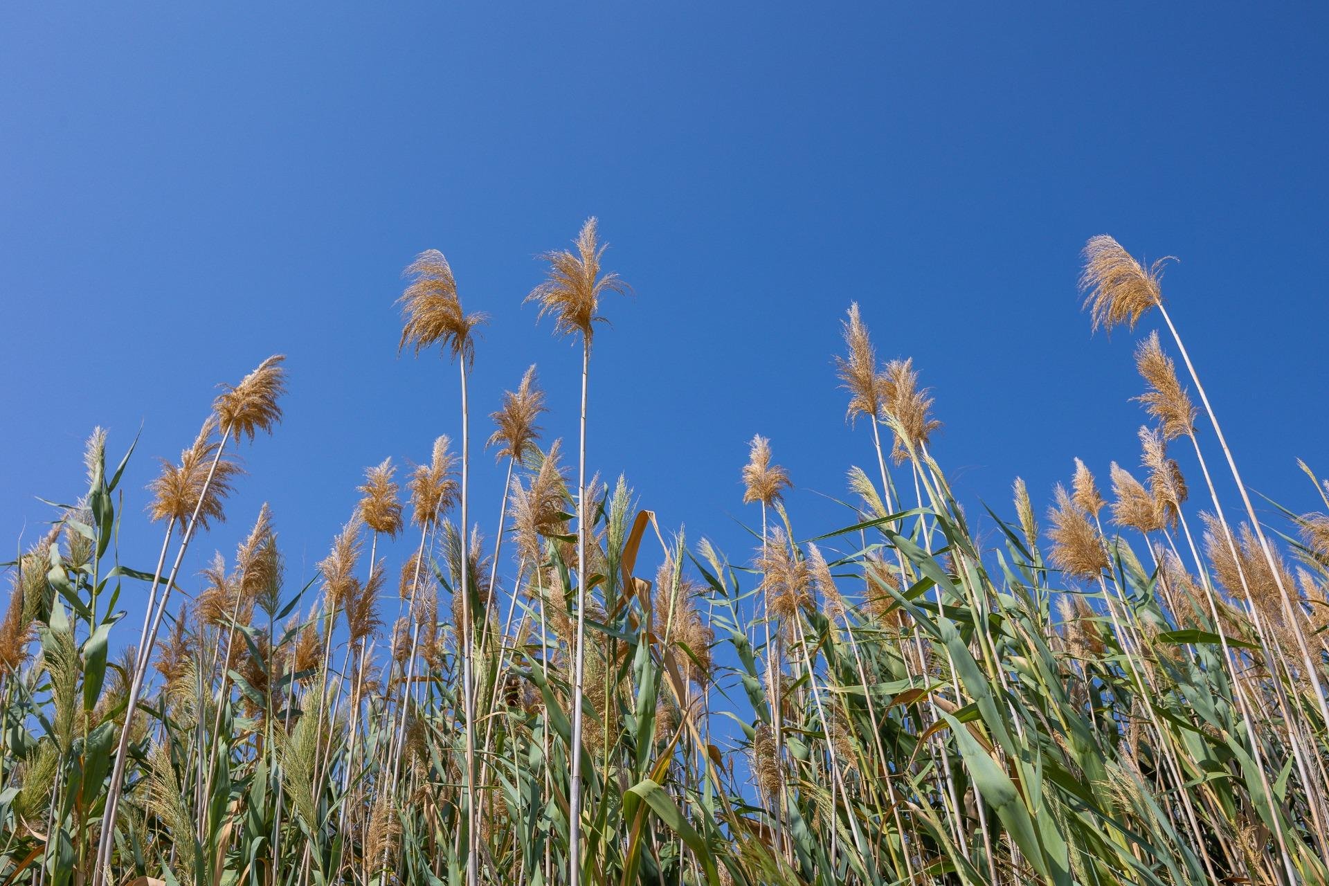 Wiederverkauf - Stadthaus -
Torrevieja - La Siesta - El Salado - Torreta